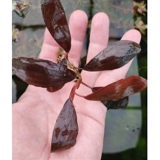 Bucephalandra sp. Gost Long Leaf